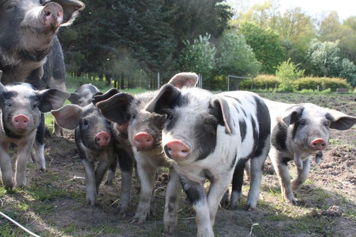 Seks grønne organisationer roser plante-udspil fra R: Afgørende for klima og miljø og første skridt mod nyt grønt eksporteventyr. Foto: Dyrenes Beskyttelse. Til fri afbenyttelse.