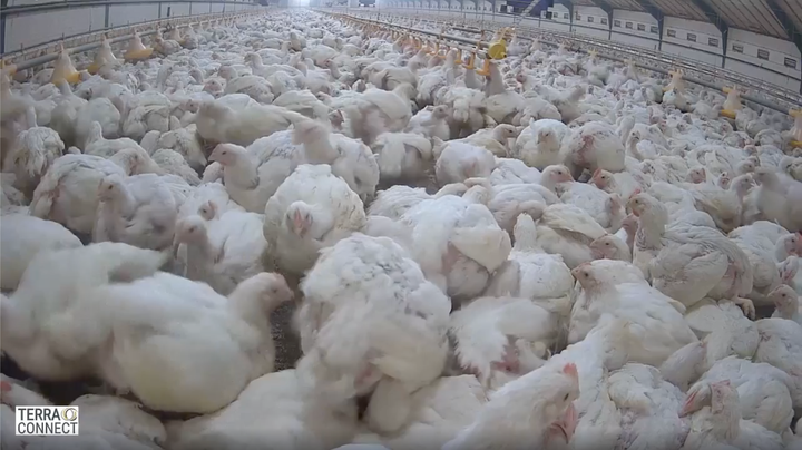 Screenshot fra den sidste dag hvor kyllingerne var i stalden, som Anima livestreamede efter aftale med Landbrug & Fødevarer.