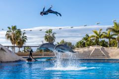 Det ser imponerende ud, men delfinerne drømmer om et liv i frihed, fremfor indespærring i et lille klorfyldt bassin, hvor optræder som tæmmede showdyr. (Foto til fri afbenyttelse. Kreditering: Toms Svensson/World Animal Protection