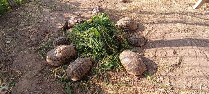 Roskilde Internat er fyldt op med forskellige arter af skildpadder. Senest ankom 11 græske landskildpadder fra et dødsbo, der efter et dyrlægetjek skal ud i nye hjem.  Foto: Dyrenes Beskyttelse.
