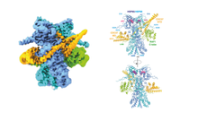 De tre proteiner er her illustreret med hver deres farve. Den ene har dog to nuancer af blå. T.h. ses en afbilleding af, hvor kompakt proteinerne er. T.v. ses proteinet forfra og bagfra. Illu: Guillermo Montoya.