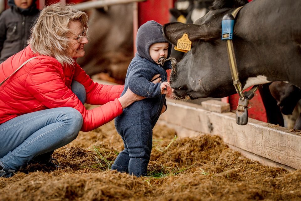 Økodag barn hilser på en økologisk ko Foto Brian Rasmussen