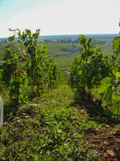 Maison Louis Jadot er et af Bourgognes vigtigste vinhuse. Bourgogne er ikke et særlig stort, men det er et utroligt sammensat område. Derfor kan en god vinproducent være nøglen til at finde den helt rigtige Bourgogne-vin.