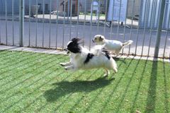 Alle på både to- og fire ben er lykkelige over, at de 14 hunde nu skal have nye hjem. Foto: Dyreværnet