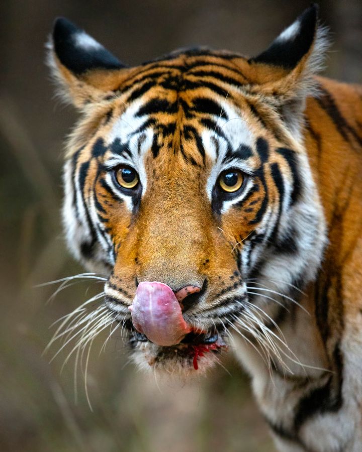 Ung bengalsk tiger ser sin beskuer i øjnene i det centrale Indien Foto: WWF / Suyash Keshari