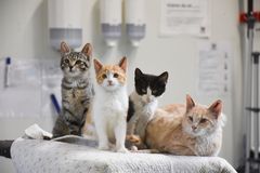 Dyrenes Beskyttelse og Den Danske Dyrlægeforening opfordrer til, at der indføres krav om mærkning og registrering af katte. Foto: Dyrenes Beskyttelse. Til fri afbenyttelse