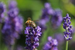 – Det bedste, man kan gøre, er at have en masse forskellige planter i haven. De forskellige biarter er ikke alle aktive samtidig, så det er vigtigt at forsøge at holde haven aktiv så længe som muligt, udtaler Nina Launbøl Hansen. Foto: PR.