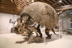 Zoologisk Museums berømte skjolddyr. Foto: Statens Naturhistoriske Museum.