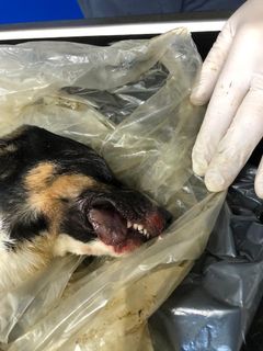 Dyrlægens obduktionsrapport fastslog, at denne hund var sultet ihjel. Foto: Dyrenes Beskyttelse. Til fri afbenyttelse