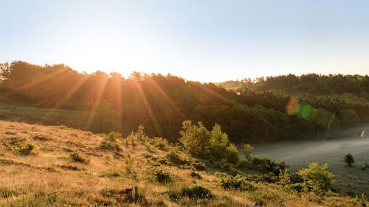 Krüger og medarbejdere har reddet 1000 m2 natur, der nu får lov at være vild for evigt.