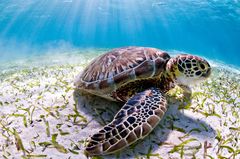 Flere af de truede havskildpadder er presset af klimaforandringer. Foto: Antonio Busiello / WWF-US