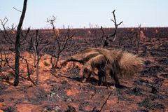 Der er intet at spise og ingen steder at gemme sig for kæmpemyreslugeren, når flammerne har ryddet regnskoven til fordel for golde marker til kvæg og grisefoder. (Foto: World Animal Protection)
