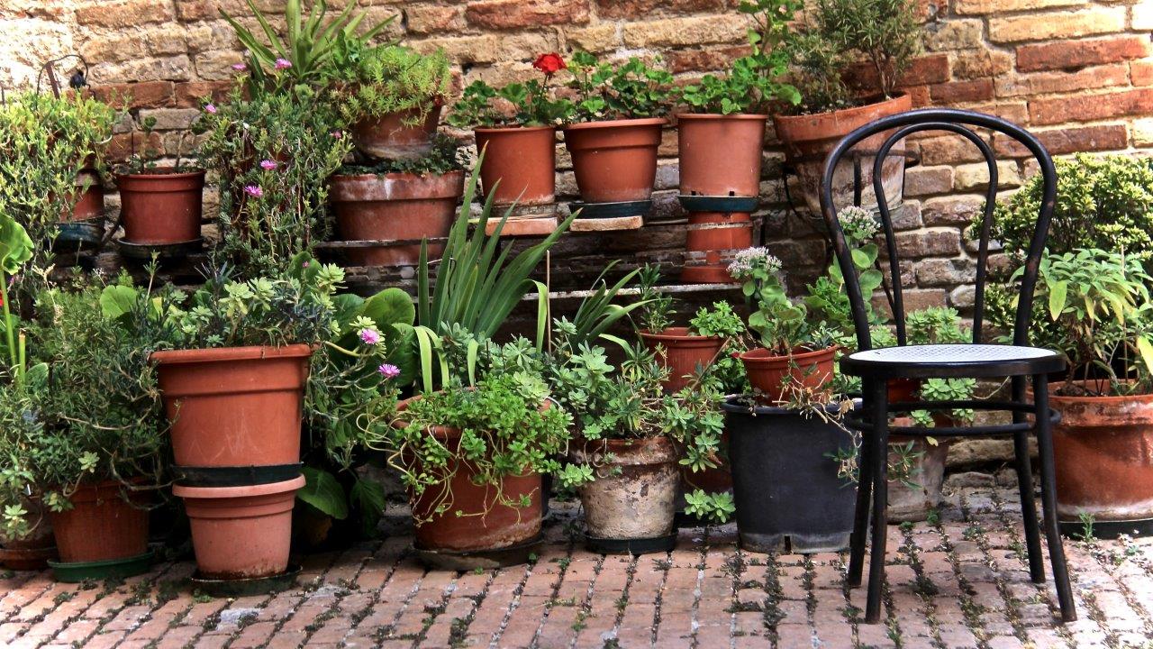 fysiker nå Kompliment Plant krukkerne til: Sådan får du blomstrende succes på terrassen |  Plantorama