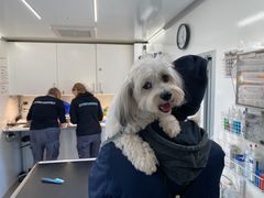 Hund tilses i Frynseklinikken