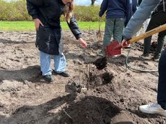 Når hullet var gravet og vandet, skulle træet plantes. Foto: Billund Kommune