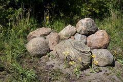 På arealer ved rastepladser bliver store sten og fældede træer til levesteder for firben og et væld af insekter. Foto: Vejdirektoratet.