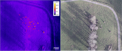 Dronefotografering af krondyr med termisk og almindeligt kamera. Med det termiske kamera kan man registrere dyr der på de almindelige billeder er skjultunder træerne.