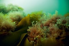 Biodiversitet på et stenrev i Kattegat. På grundlag af den nyeste viden skal Center for Green Transition and Marine Ecology rådgive myndigheder og beslutningstagere om, hvordan vi sikrer den bedst mulige biodiversitet i fremtidens hav, der får mange forskellige brugere. Foto: Peter Bondo Christensen