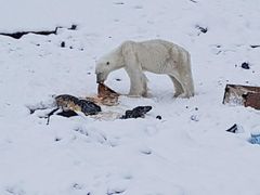 Isbjørn i Ittoqqortoormiit - Credits: WWF Verdensnaturfonden