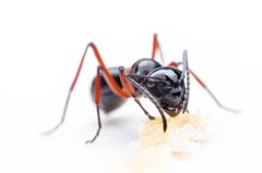 Vil du undgå myrer i din bolig, skal du starte tidligt på foråret med at vande langs huset. Foto: PR.