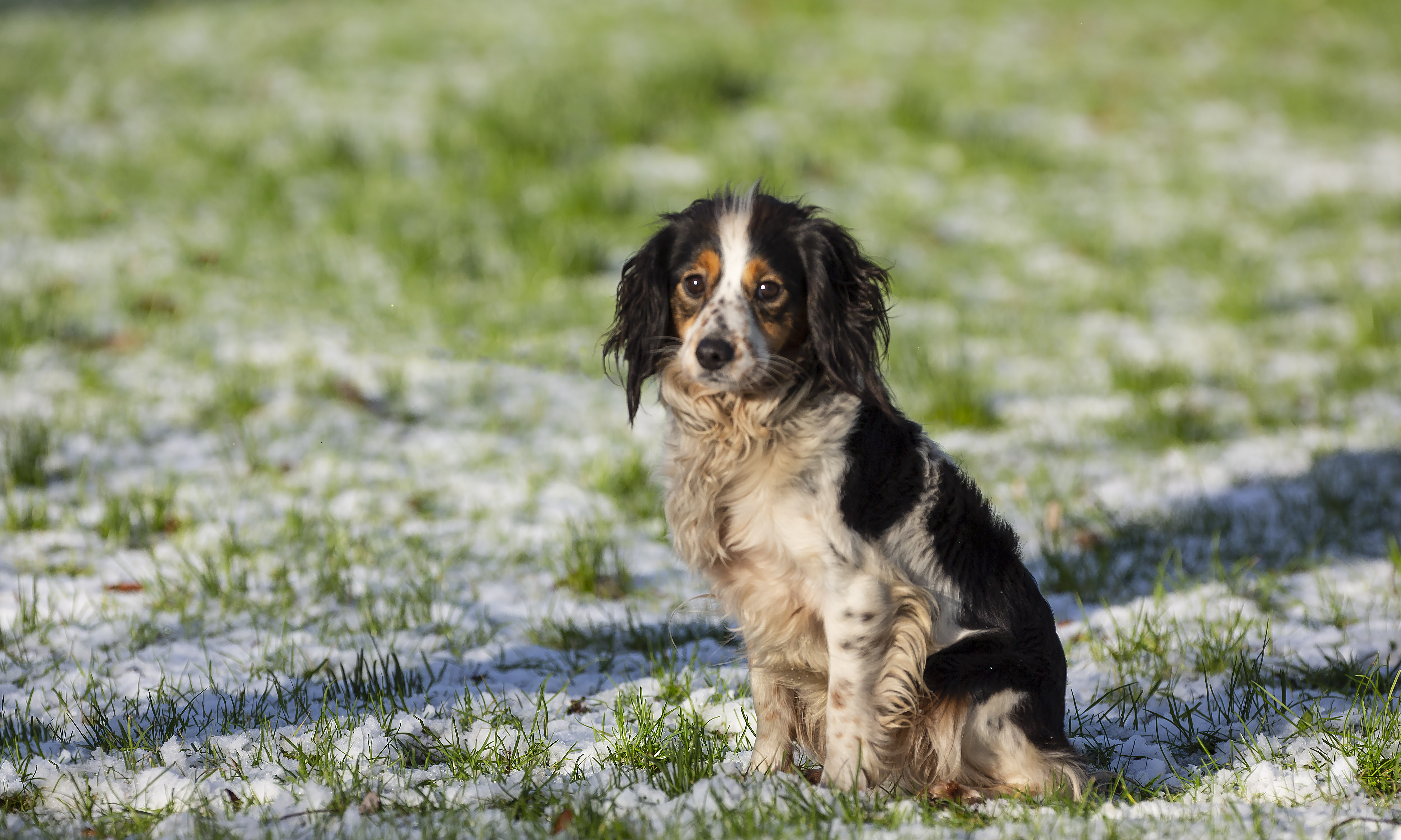 Hunden Molly løb hjemmefra den 8. marts 2018 - nu er fundet igen | Dyreværnet - Foreningen til Værn for Værgeløse Dyr
