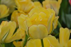 Årets Tulipan i Tivoli 2012