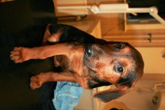 Forslag til billedtekst: En af de 18 misrøgtede hvalpe, som Dyreværnet tirsdag hentede fra en ejendom i Nordsjælland. Her er hund "Nr. 15" en brun og sort hanhund på ni uger. 