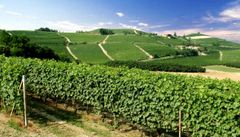Vinmarken Monvigliero i Piemonte