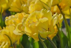 Årets Tulipan i Tivolo 2012 skal plantes