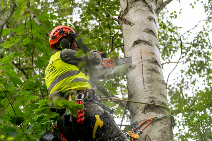 En arborist skærer med kyndig hånd særlige snit i træstammer tæt på byggepladsen. Træet lever videre, og flagermusene kan finde nye levesteder.