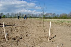 Sådan så det ud, da Klimaskovfonden og Guldborgsund Kommune havde plantet de første 500 træer af i alt 15 hektar klimaskov tilbage i april 2022. Foto: Guldborgsund Kommune.