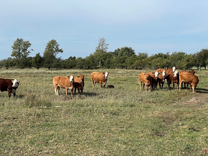 Projektet i Vestermosen bidrager med ca. 4,8 tons N og 2.000 ton CO2e/år. Indsatsen støttes af EU‑midler gennem CAP‑programmet 2023–2027. Foto: Privat
