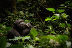 Uganda