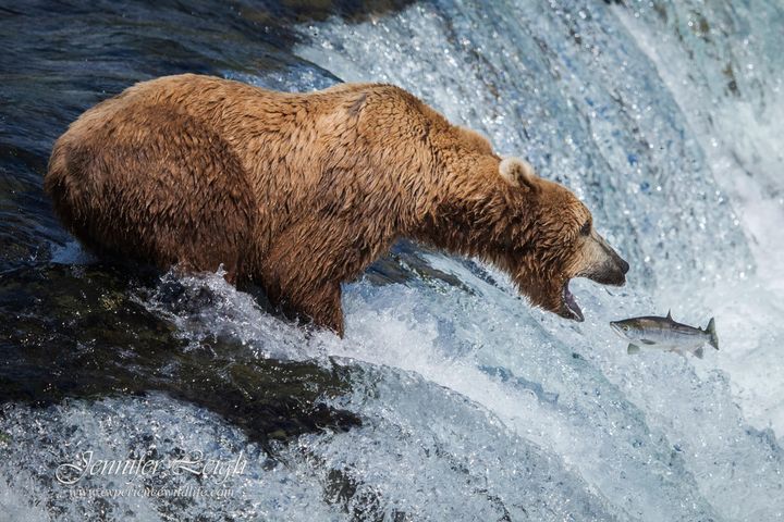 En lang række arter er afhængige af migrerende ferskvandsfisk for at overleve. Det gælder eksempelvis den brune bjørn.