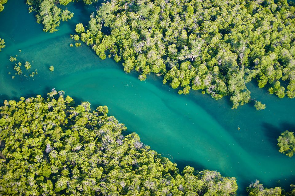 Halvdelen af verdens mangroveskov er ved at forsvinde | WWF ...