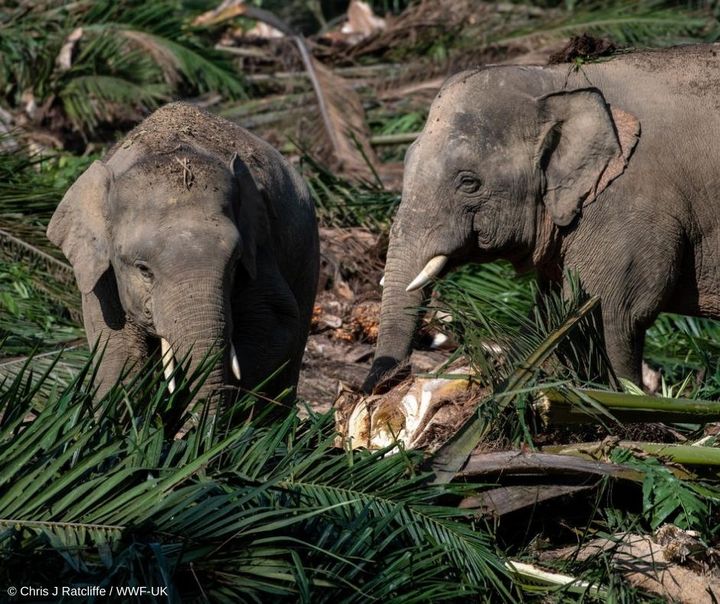 Borneo-elefanter blandt træer, der er fældet for at gøre plads til palmeolieproduktion.