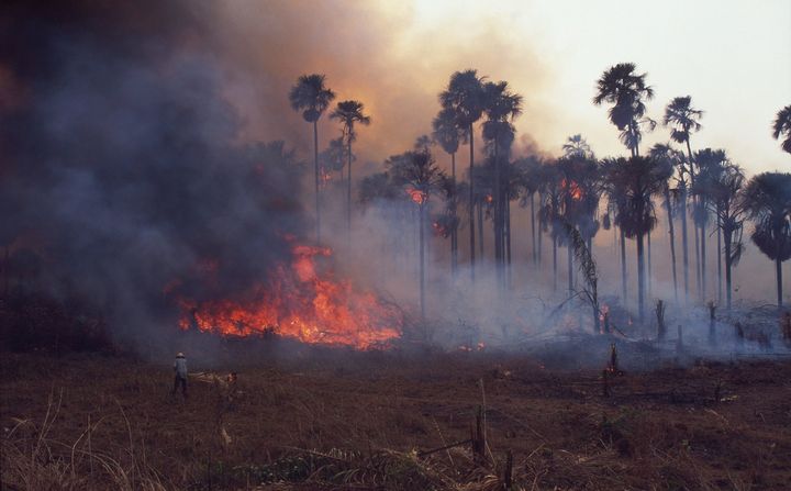 Over 6 millioner hektar skov går tabt hvert eneste år. Særligt tropisk skov er hårdt ramt.