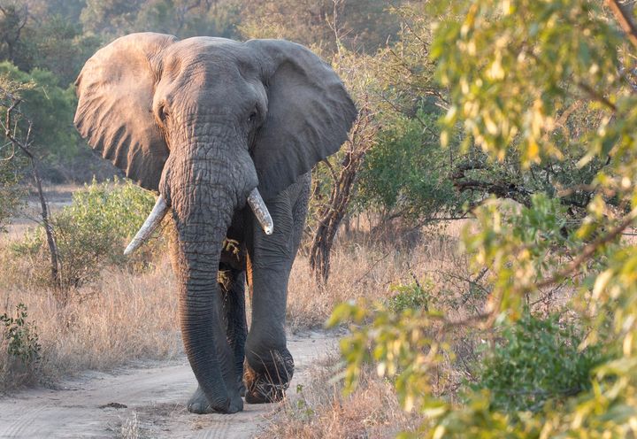 Afrikansk skovelefant går ifølge Living Planet Report drastisk tilbage i Gabon.