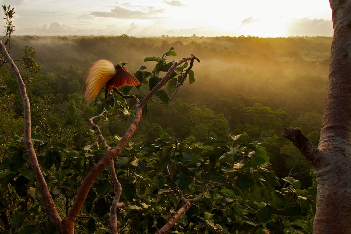 Badigaki Forest, Wokam Island, Indonesia