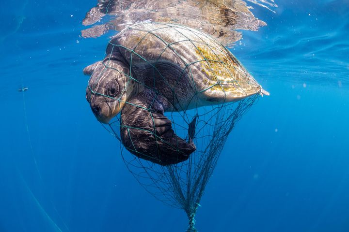 En havskildpadde fanget i et fiskenet i Middelhavet. Ét af verdens mest plastikforurende have.