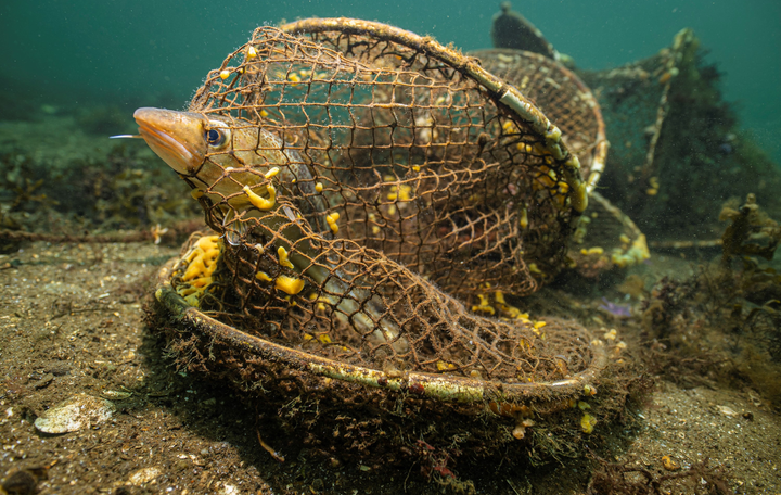 Et nyt WWF-værktøj kan vha. kunstig intelligens opspore spøgelsesnet på havbunden.