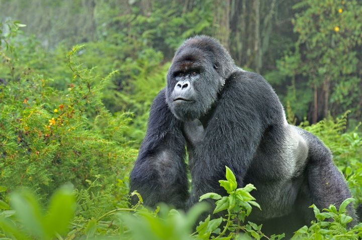En bjerggorilla i Rwanda. Beskytelsen af gorillaer er udfordret af det amerikanske bistandsstop.