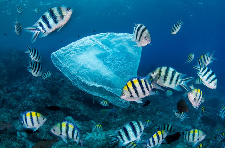 Hver eneste dag ender 30.000 tons plastik i verdenshavene.