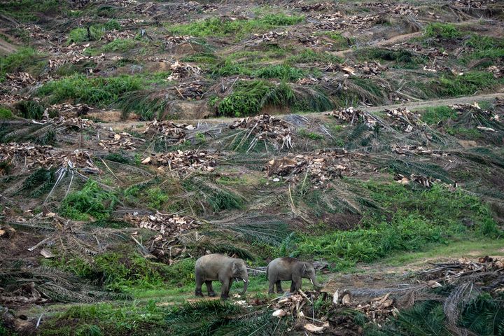 Danmarks forbrug og produktion påvirker truede arters levesteder langt udover vores egne landegrænser.