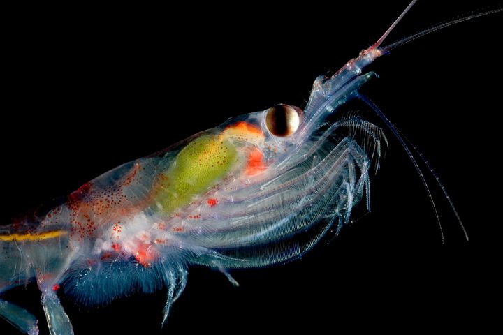 Fiskeriet efter krill omkring Den Antarktiske Halvø er steget med 117 procent på to år.