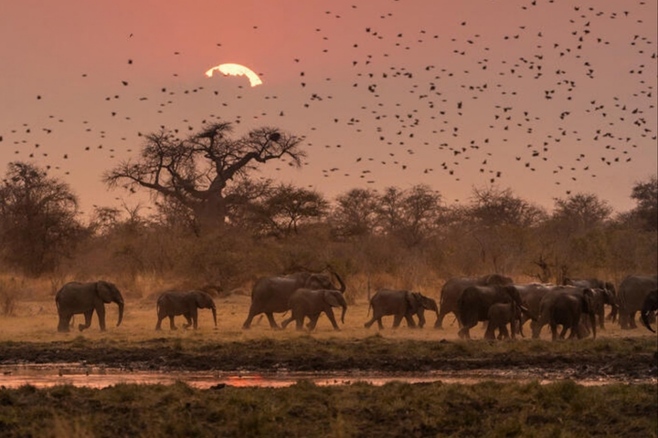 Trods triste tendenser for verdens vilde dyr, giver afrikansk elefant i Sydafrika håb. Her er elefanterne nemlig i fremgang.