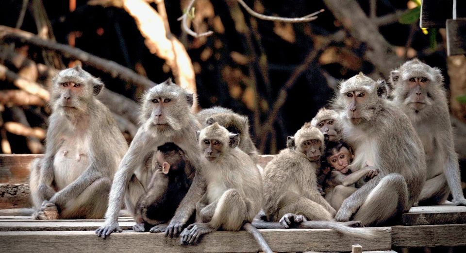 Pjece begrænse Sund og rask 250.000 per abe: Efterspørgslen på makak-aber eksploderer – og  mishandlingen følger med | Dyrenes Beskyttelse