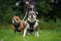 Vær med den 12. august, når Nordjyllands Internat går tur for at støtte de svigtede hunde. Arrangementet er lavet i samarbejde med COOLSHOP.