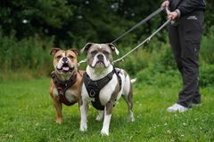 Vær med den 12. august, når Nordjyllands Internat går tur for at støtte de svigtede hunde. Arrangementet er lavet i samarbejde med COOLSHOP.