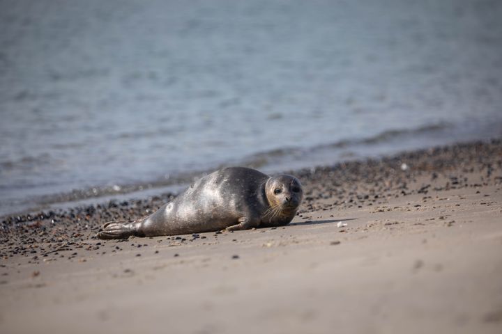 Når sælerne har brug for at hvile sig, kommer de op og lægger sig på stranden, på havnen eller på nogle sten. Sæler opholder sig ikke i havet hele tiden.